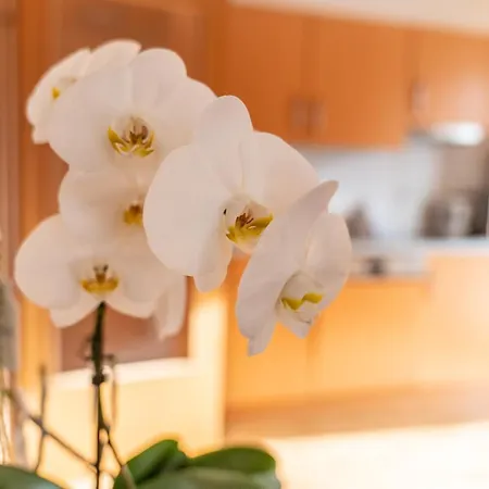 Apartment Appartementhaus Steirergasse By Schladming-appartements